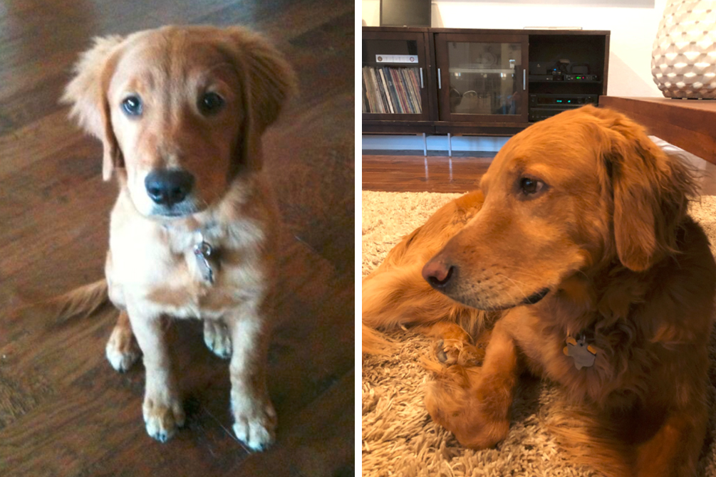 Homem revela como cachorro salvou família de incêndio