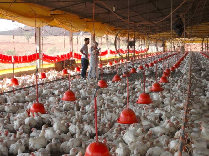 Novo selo de bem-estar animal identificará produtos em supermercados