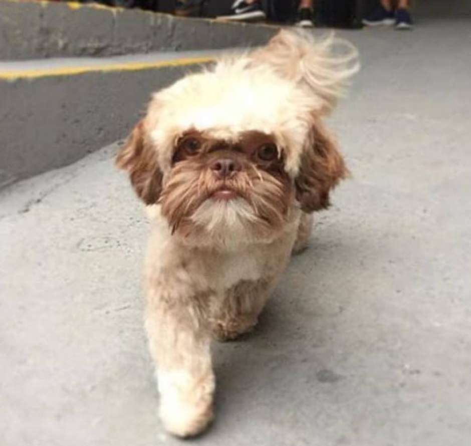 Casal furta cão em frente a supermercado na Zona Sul de SP