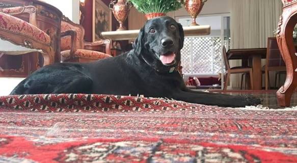 Cadela arrastada durante a chuva no Rio é encontrada viva