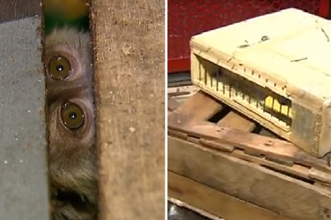 Homem é preso com três macacos e 136 aves silvestres em ônibus