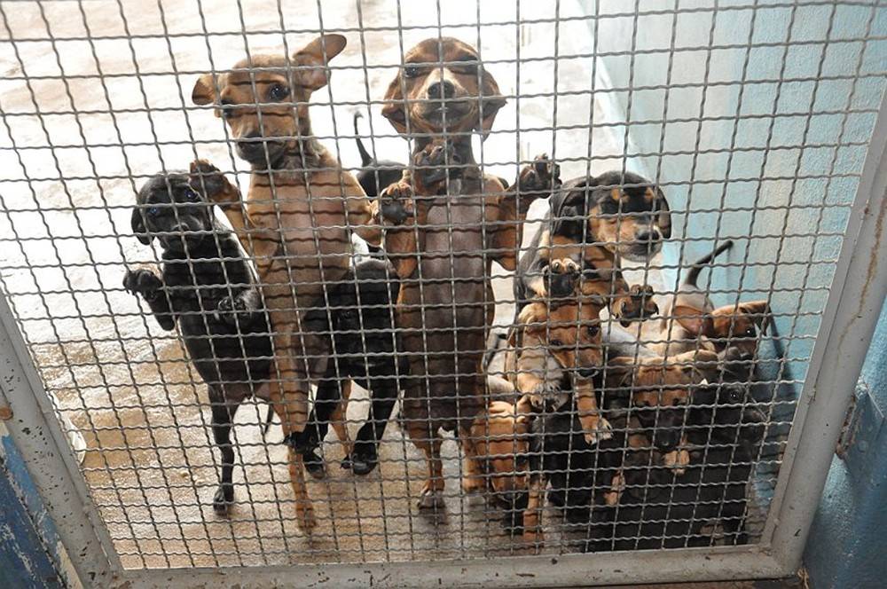 Prefeitura diz que programa de passeio com cães não será extinto