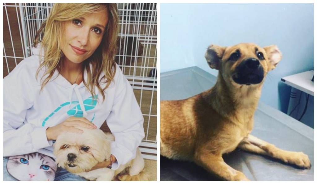 Luisa Mell rebate acusação de racismo por post de cão em ritual religioso