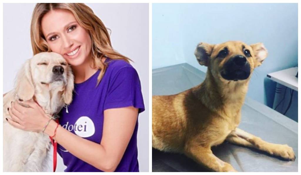 Por que a internet errou com Luisa Mell no caso sobre sacrifício religioso