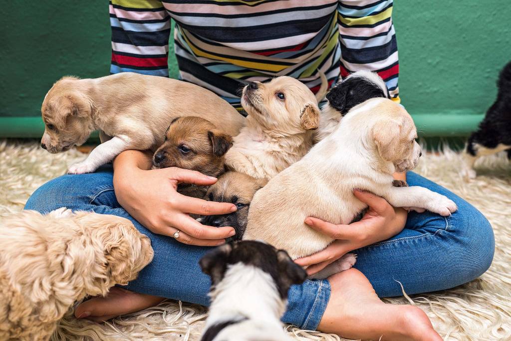 Clínica veterinária oferece inseminação artificial e teste de paternidade