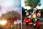 natal-disney-animal-kingdom-01