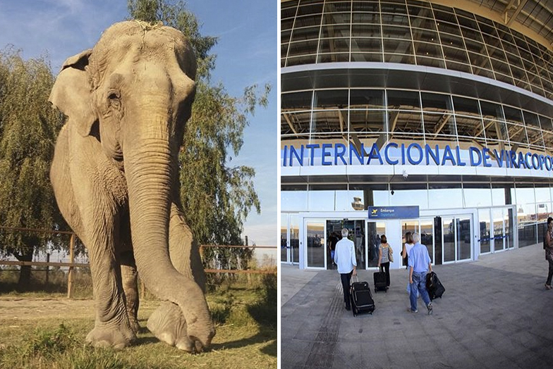Elefanta desembarca em Viracopos para ganhar lar em santuário brasileiro