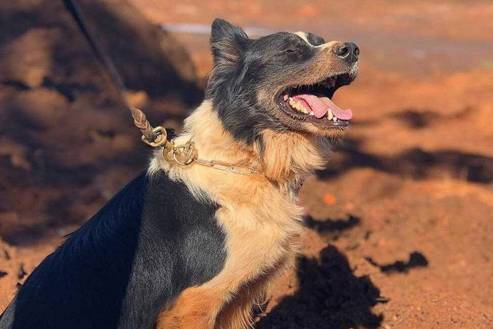 Cachorro que resgatou vítimas em Brumadinho e Mariana morre em MG