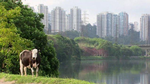 Vacas pastam em terreno a poucos metros da Marginal Pinheiros