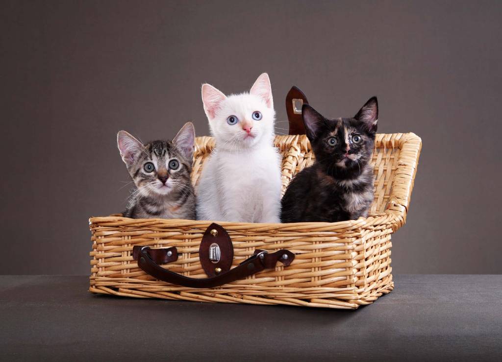 Felinos – Silvia Pratta Felinos – Silvia Pratta