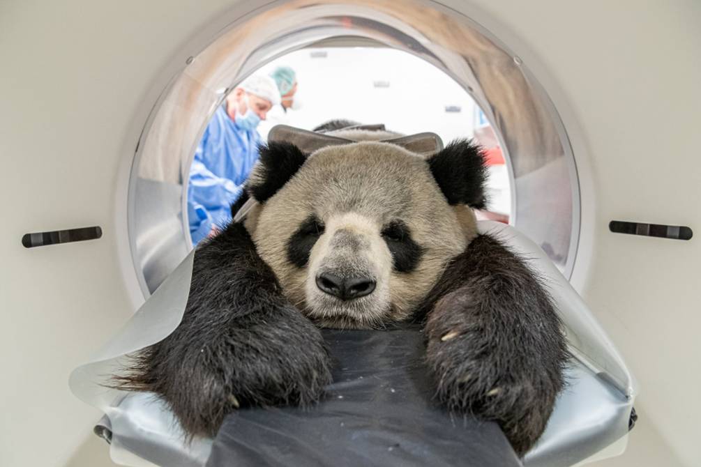 Panda gigante passa por tomografia computadorizada em Berlim