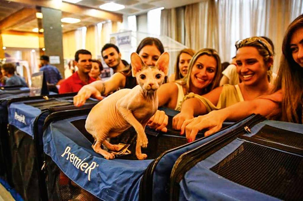 sphynx1-800×533.jpg PremieRPet