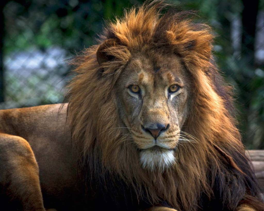 Vale a pena visitar o Zoológico de São Paulo?