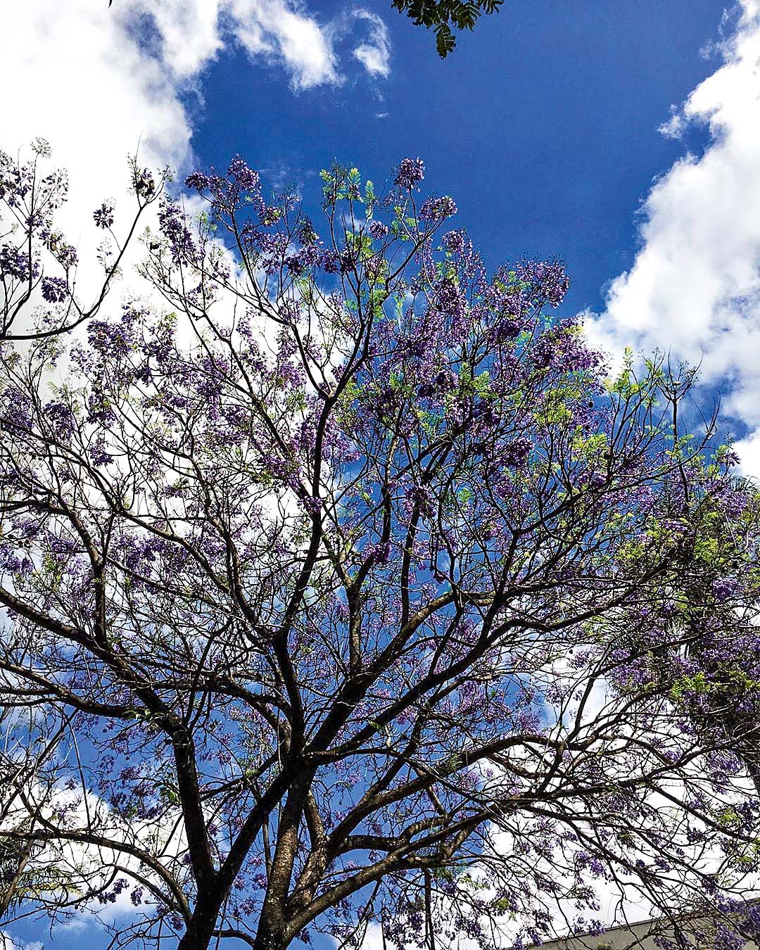 Jardim Europa@paolaluzzatiotero