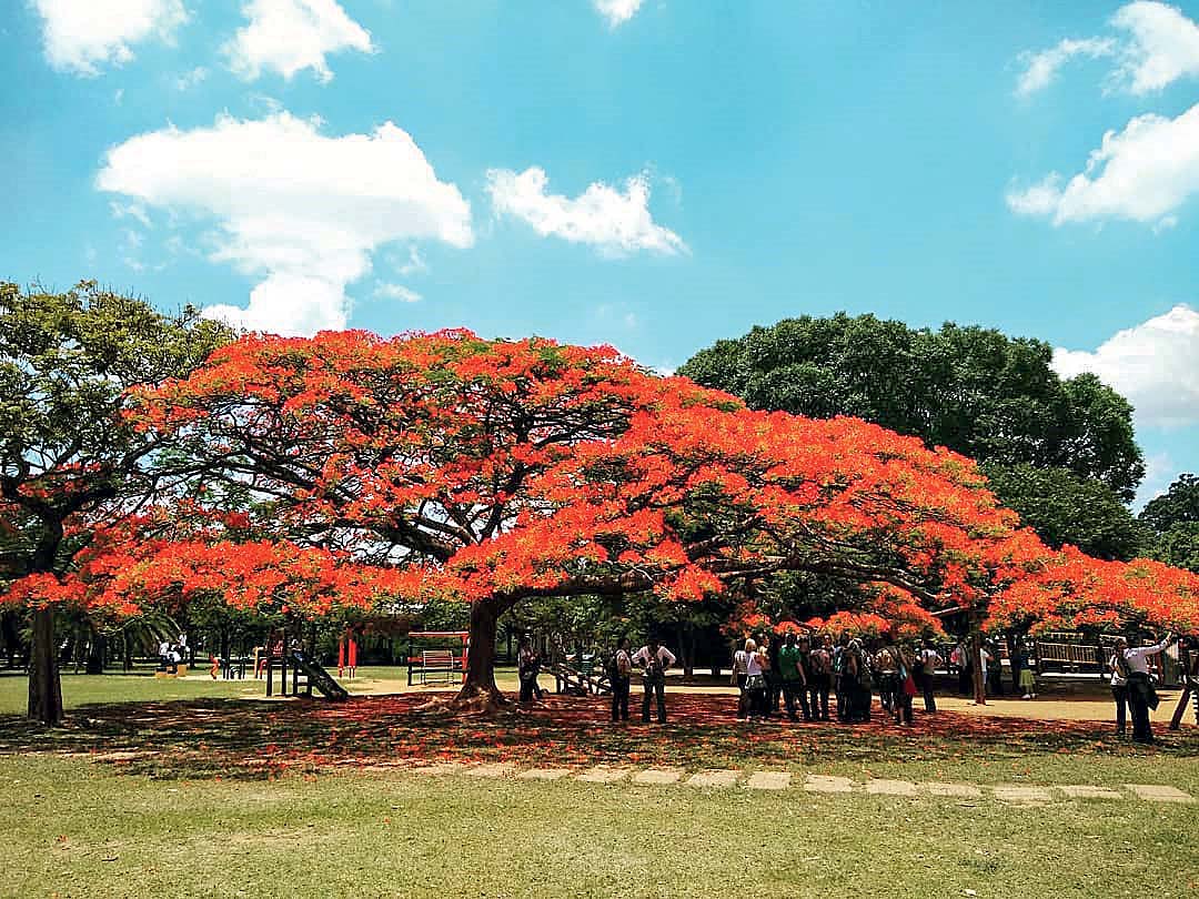 parque ibirapuera@neuzaho