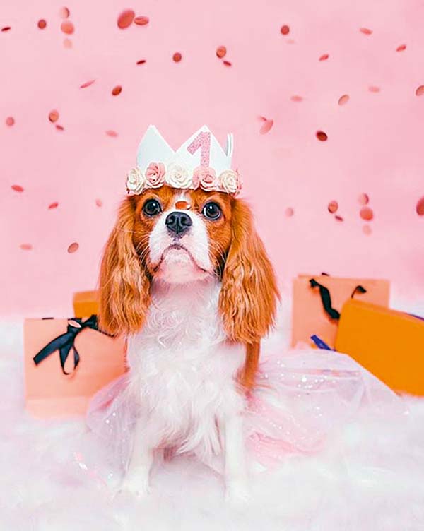 #Meupet: a cavalier comemora seu aniversário de um aninho