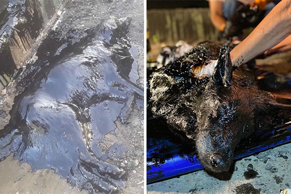 Cadela é encontrada submersa em tanque de piche