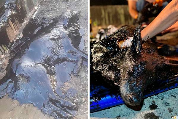 Cadela é encontrada submersa em tanque de piche