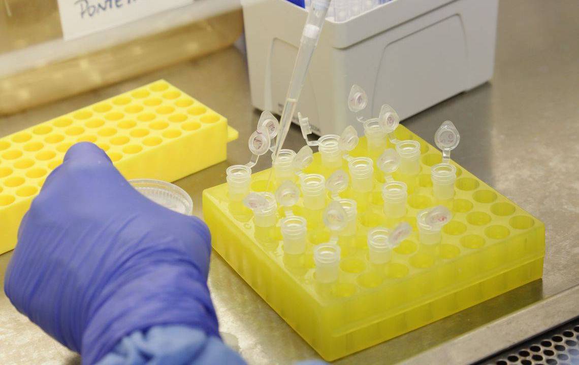 Em uma laboratório, mãos com luvas manejam tubos de ensaio