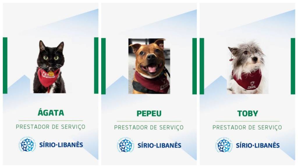 Terapeutas de quatro patas visitam crianças no Hospital Sírio-Libanês