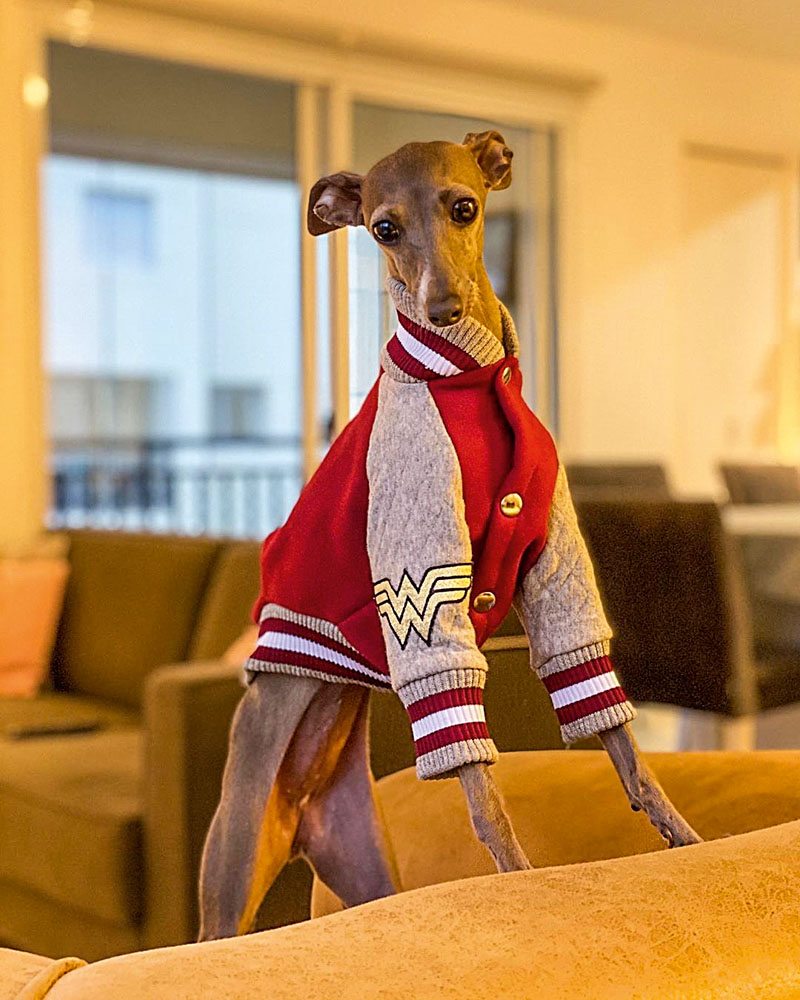 #Meupet: galgo Olivia ama comer cenoura