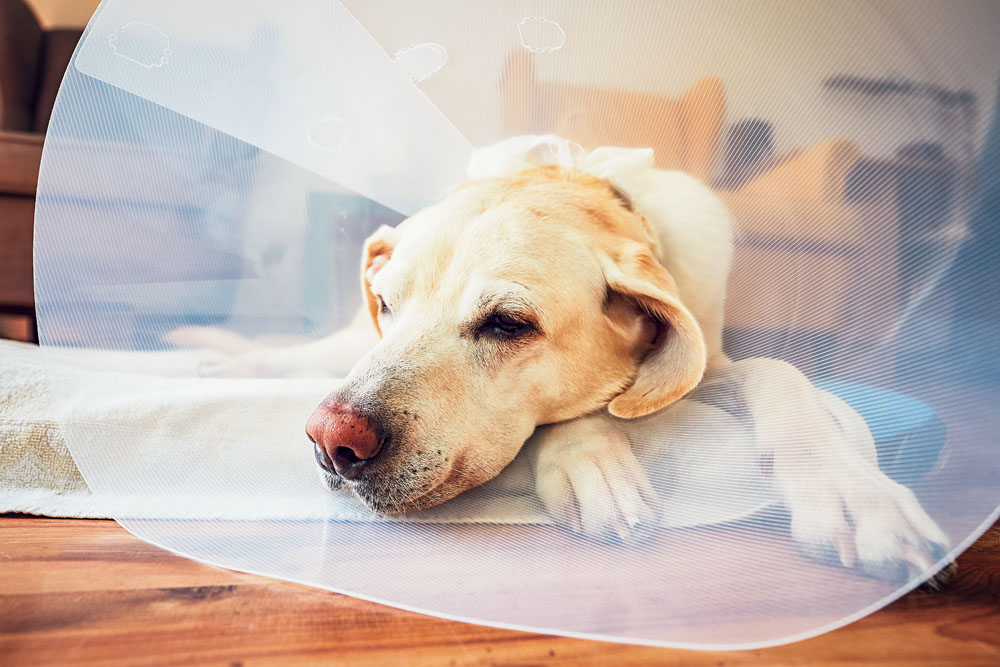 Prefeitura oferece serviço de castração de animais gratuito