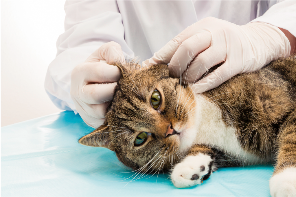 Doença renal: um risco para os pets idosos