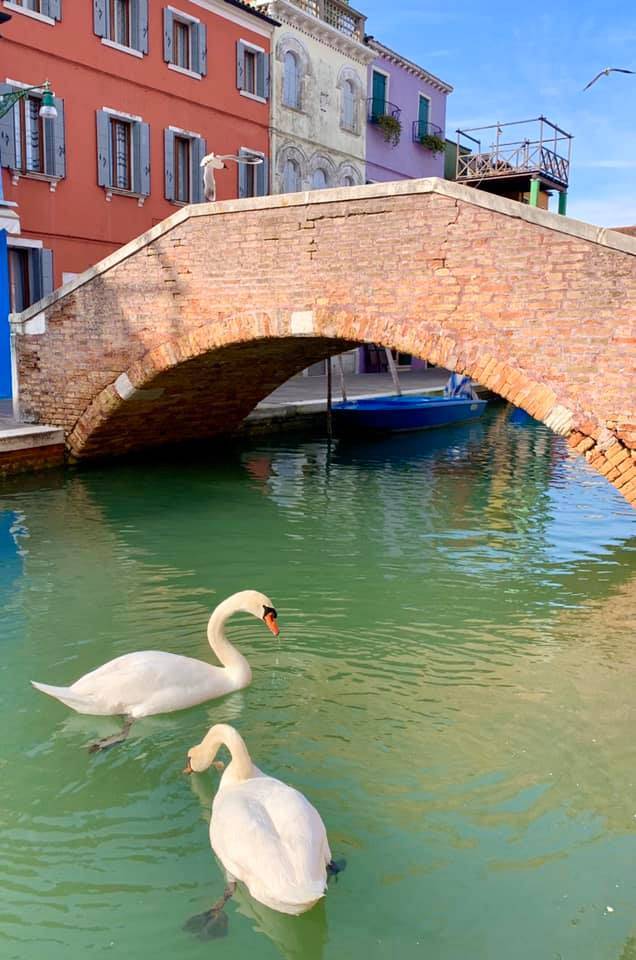 Sem turistas, águas nos canais de Veneza voltam a ser cristalinas