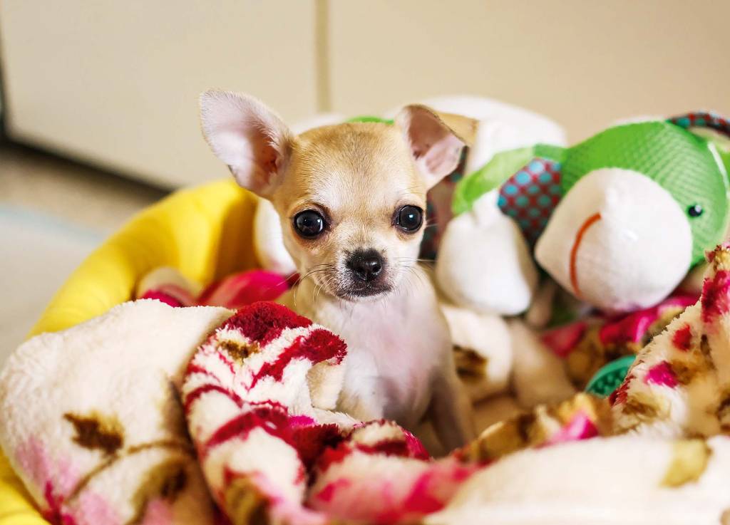 Quais cuidados devo tomar com o pet durante a quarentena?