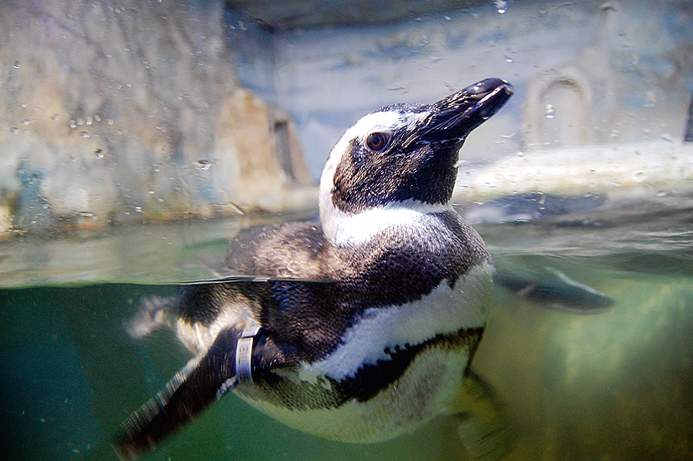 Como estão o zoológico e o aquário de São Paulo durante a quarentena?