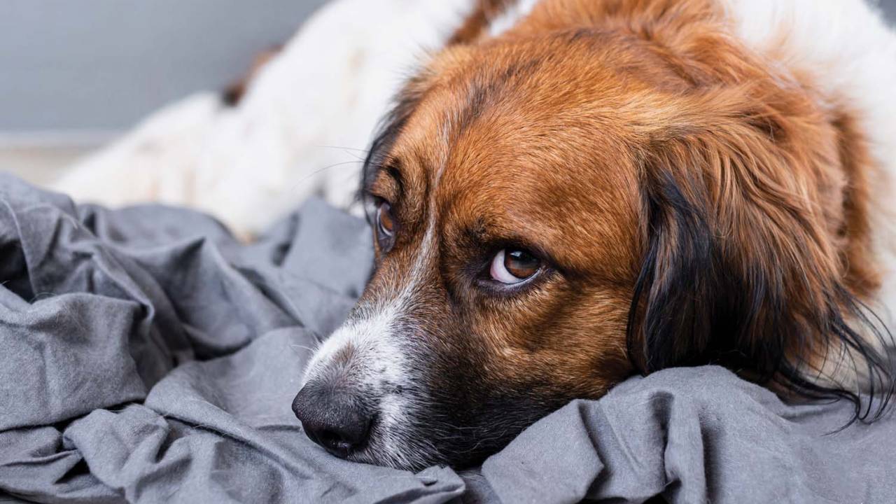 Imagem mostra foto de cachorro deitado em cama