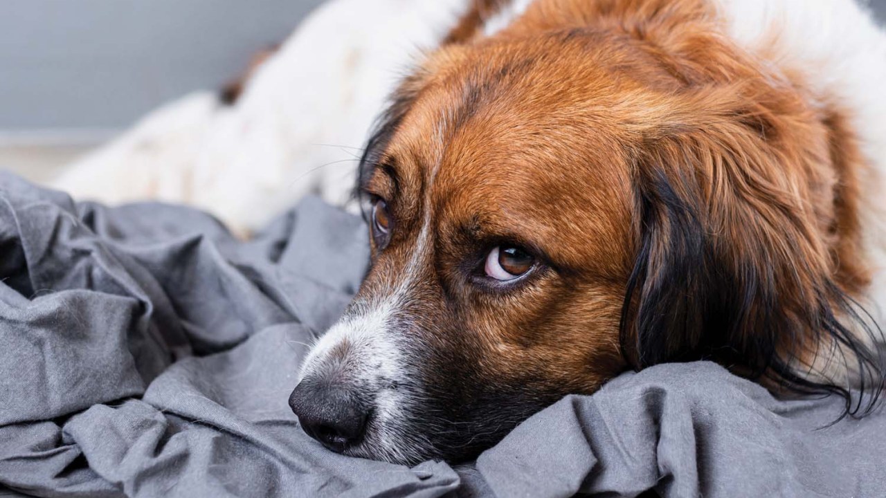 Imagem mostra foto de cachorro deitado em cama