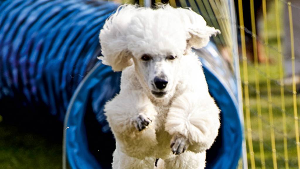 Empresas criam programas de adestramento on-line para animais de estimação