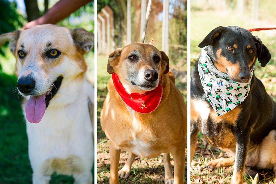 Shopping organiza feira de adoção de animais 100% online