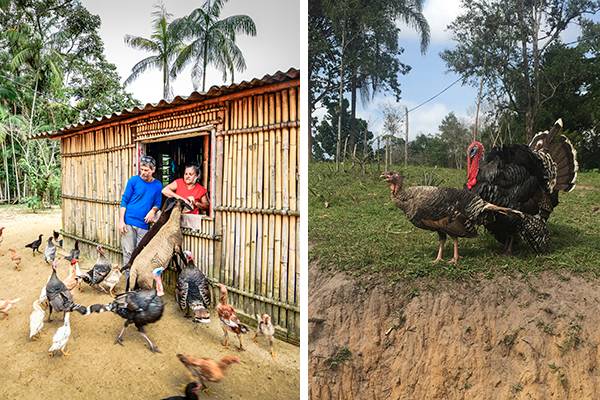 Casal vive isolado com quatro perus e outros animais no litoral sul
