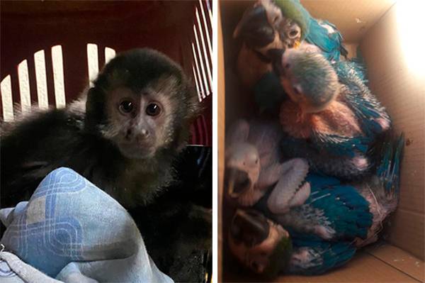 Traficante de animais silvestres, apontado como um dos maiores do país, é preso em SP