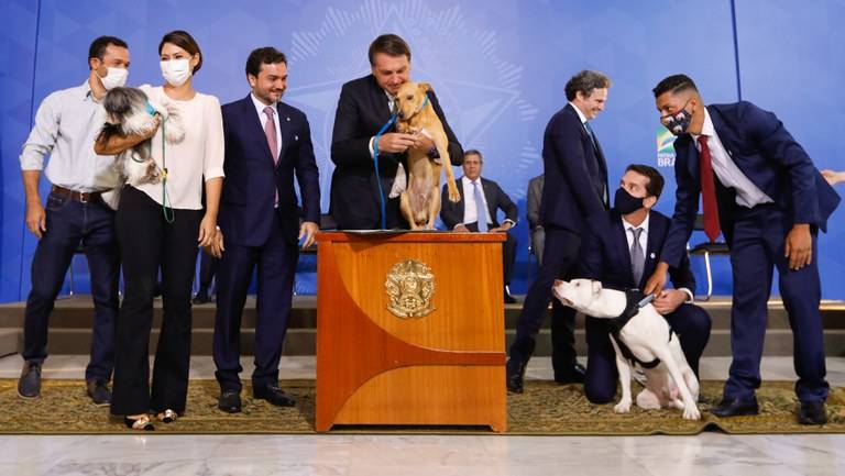 Aumento de pena para crimes contra cães e gatos é sancionado