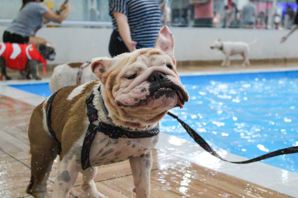 Maior parque indoor para cães da América Latina é inaugurado em SP