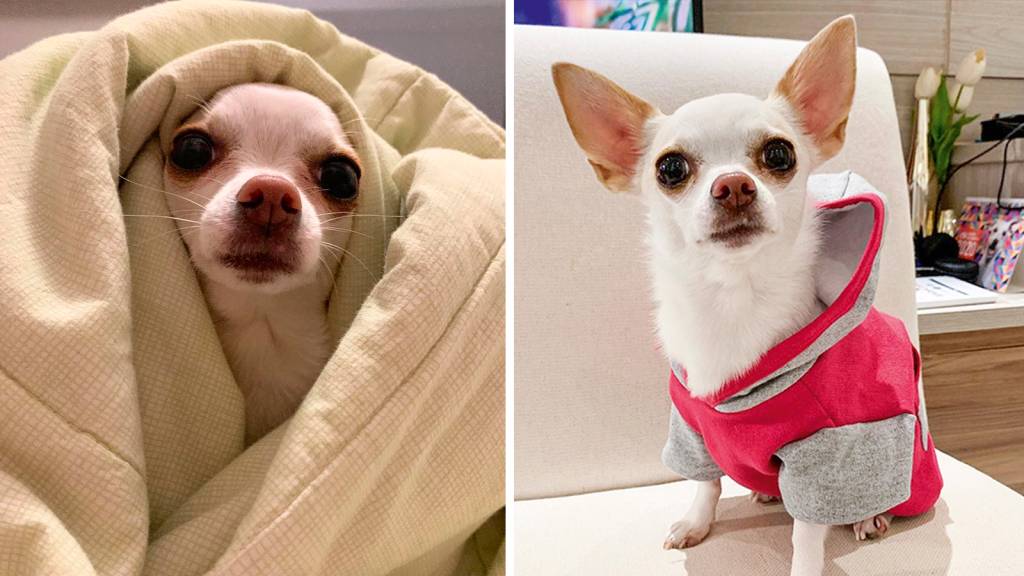#Meupet: a chiahuahua Nina Regina foi vencida pelo frio em São Paulo