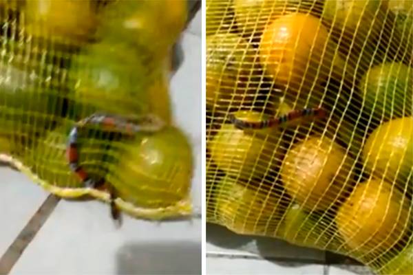 Mulher encontra cobra dentro de saco de laranja comprado em atacadão