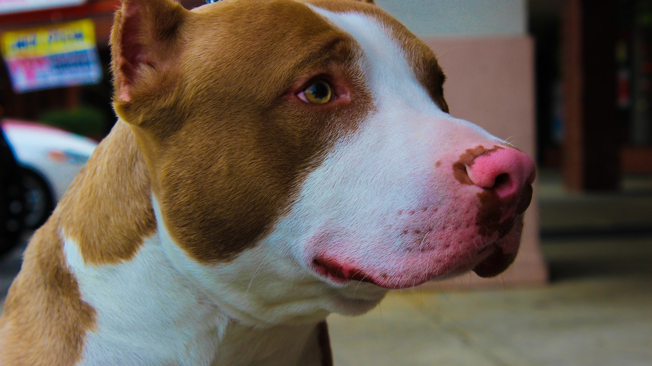cachorro pitbull