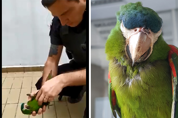Vídeo: segurança do Metrô reanima papagaio após animal tomar choque