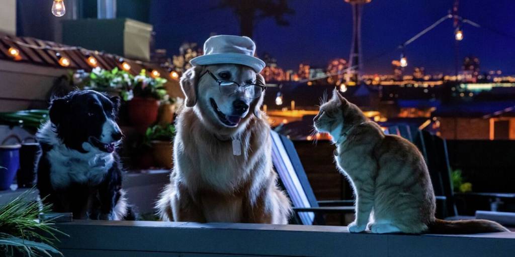 como-caes-e-gatos-3