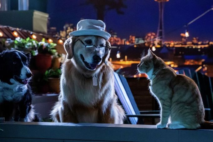 como-caes-e-gatos-3