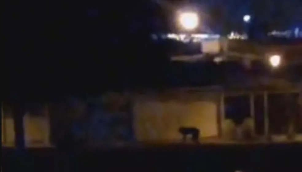 Lobisomem? Vídeo de figura misteriosa durante Lua Cheia intriga a internet