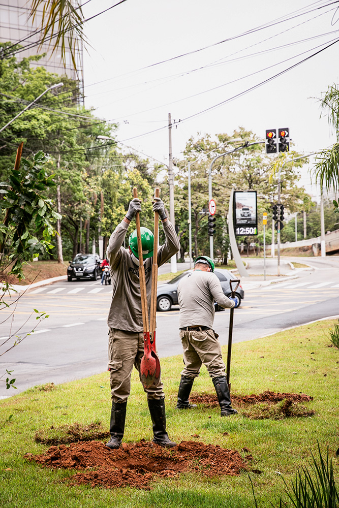 Projeto substitui postes de eletricidade por árvores na Vila Olímpia