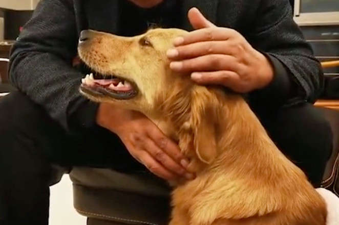 Cachorro caminha 100 quilômetros durante duas semanas e volta para donos