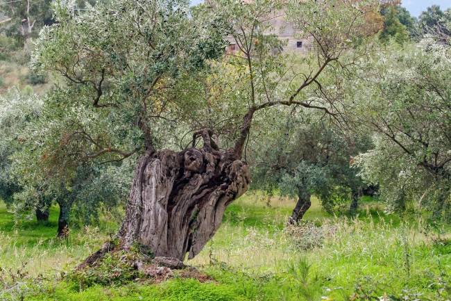 Oliveiras Oliveiras