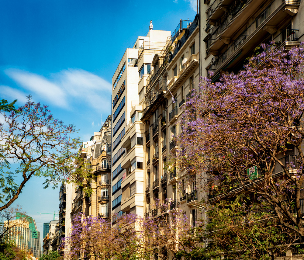 Buenos Aires Recoleta upper floors of several apartment buildings with Jacaranda trees Buenos Aires Recoleta upper floors of several apartment buildings with Jacaranda trees in bloom.