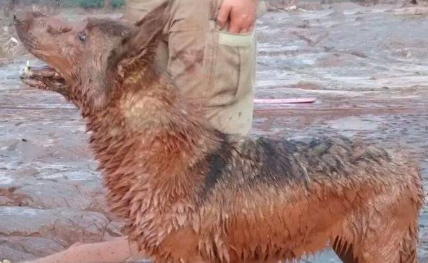 Cadela que ajudou nos resgates em Brumadinho morre aos 12 anos